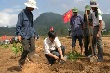 Kon Tum: Trồng mới gần 2.106 ha cao su tiểu điền